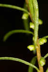 Piedmont marsh elder